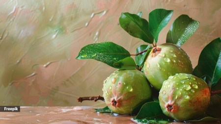 Guava leaves are a good source of a variety of minerals