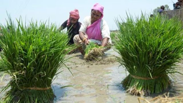 Gujarat farmers