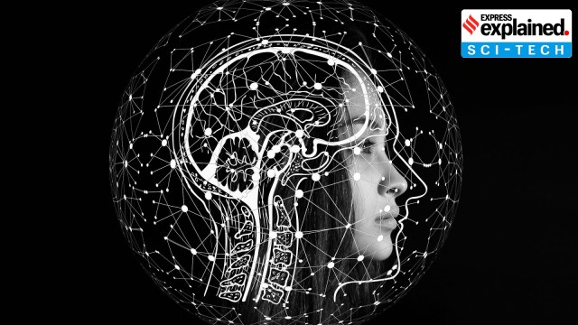 human brain