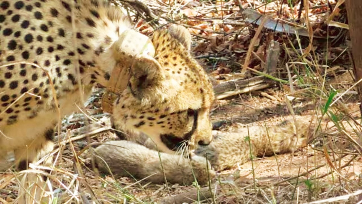 Madhya Pradesh plans joint wildlife safety SOP after cheetah, tiger deaths on roads and rails