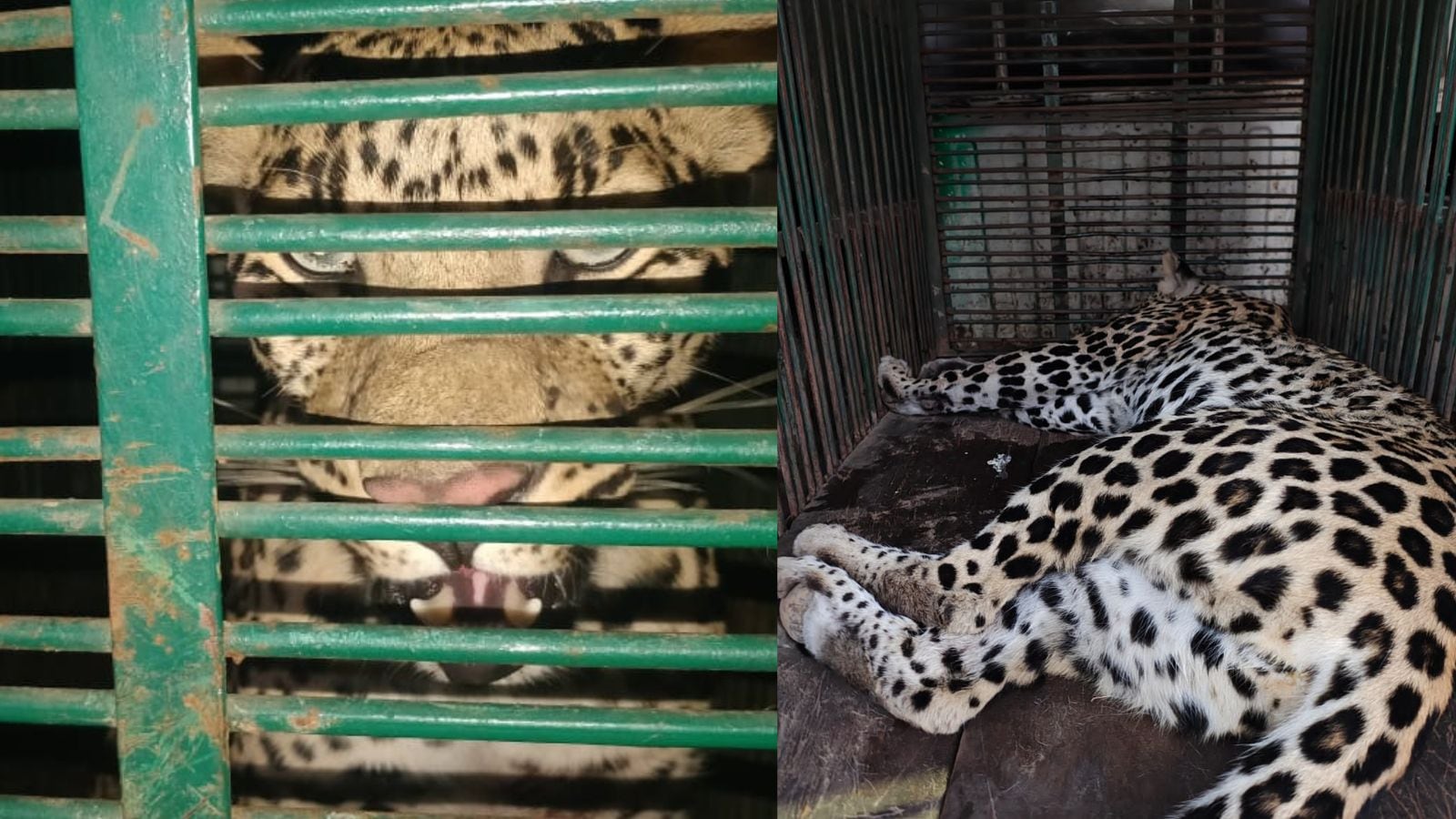 The leopard was first spotted at the CPWD guest house in Vidhyadhar Nagar at 1 pm