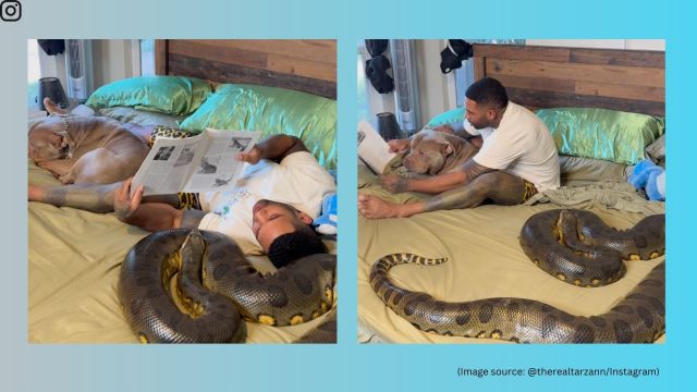 Man relaxes with giant python in bed, viral video prompts reactions ...