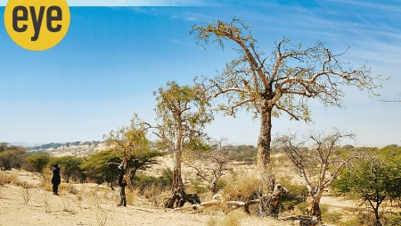 Moringa trees