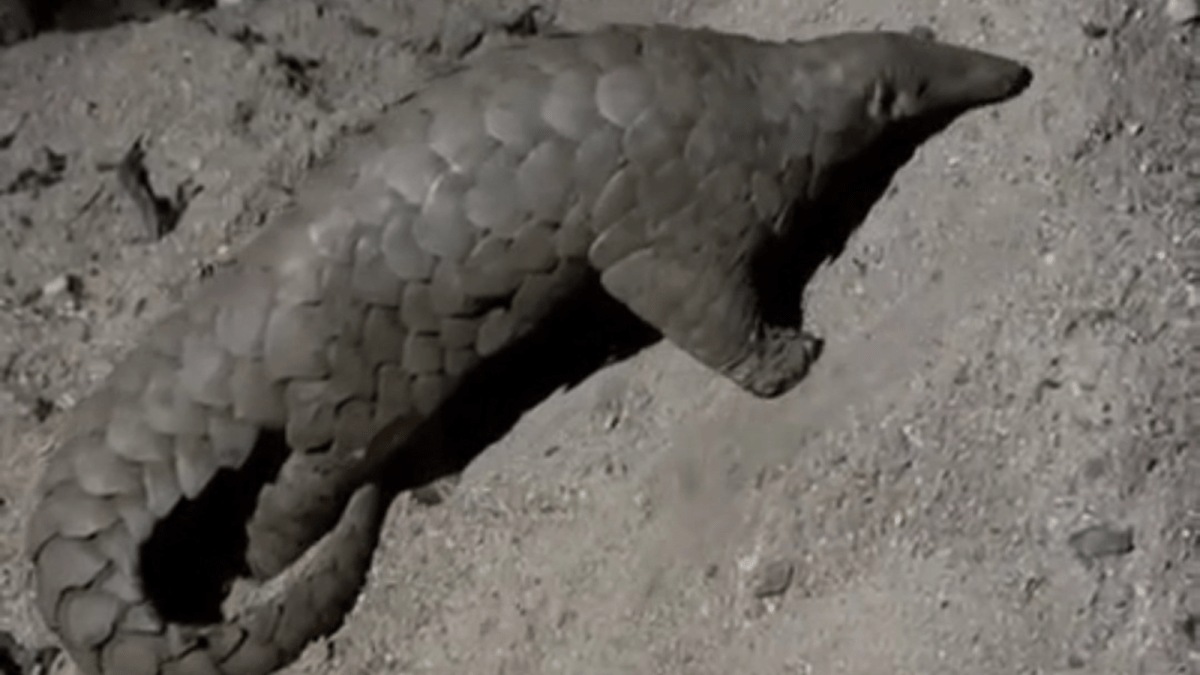 ZSI discovers '3.4 million-year-old' species of pangolin | Kolkata