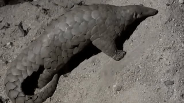 The resurgence in poaching and smuggling pangolins has prompted renewed vigilance against its illicit trafficking.