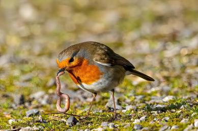 Animals That Can Survive Without Oxygen