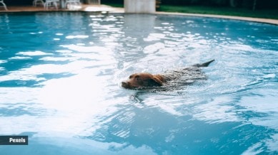dog swimming