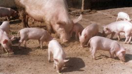 The police registered a case under sections pertaining to animal cruelty in the Bharatiya Nyaya Sanhita (BNS) and the Prevention of Cruelty to Animals Act, 1960 a week after a video of the act went viral.