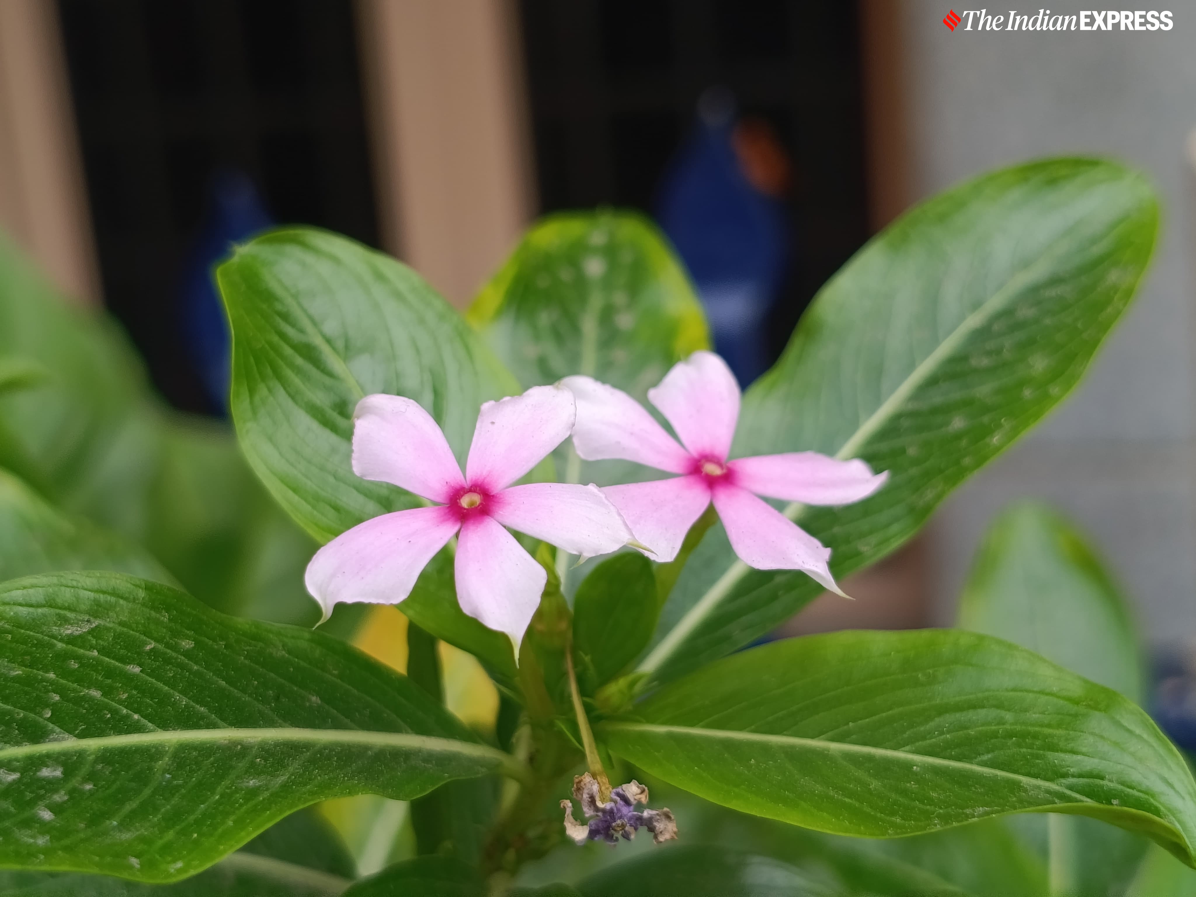 Poco M7 Pro camera sample