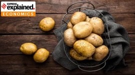 Potato prices rise, explained.