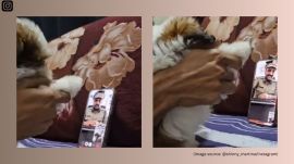 Man pranks 'digital arrest' scammer with puppy