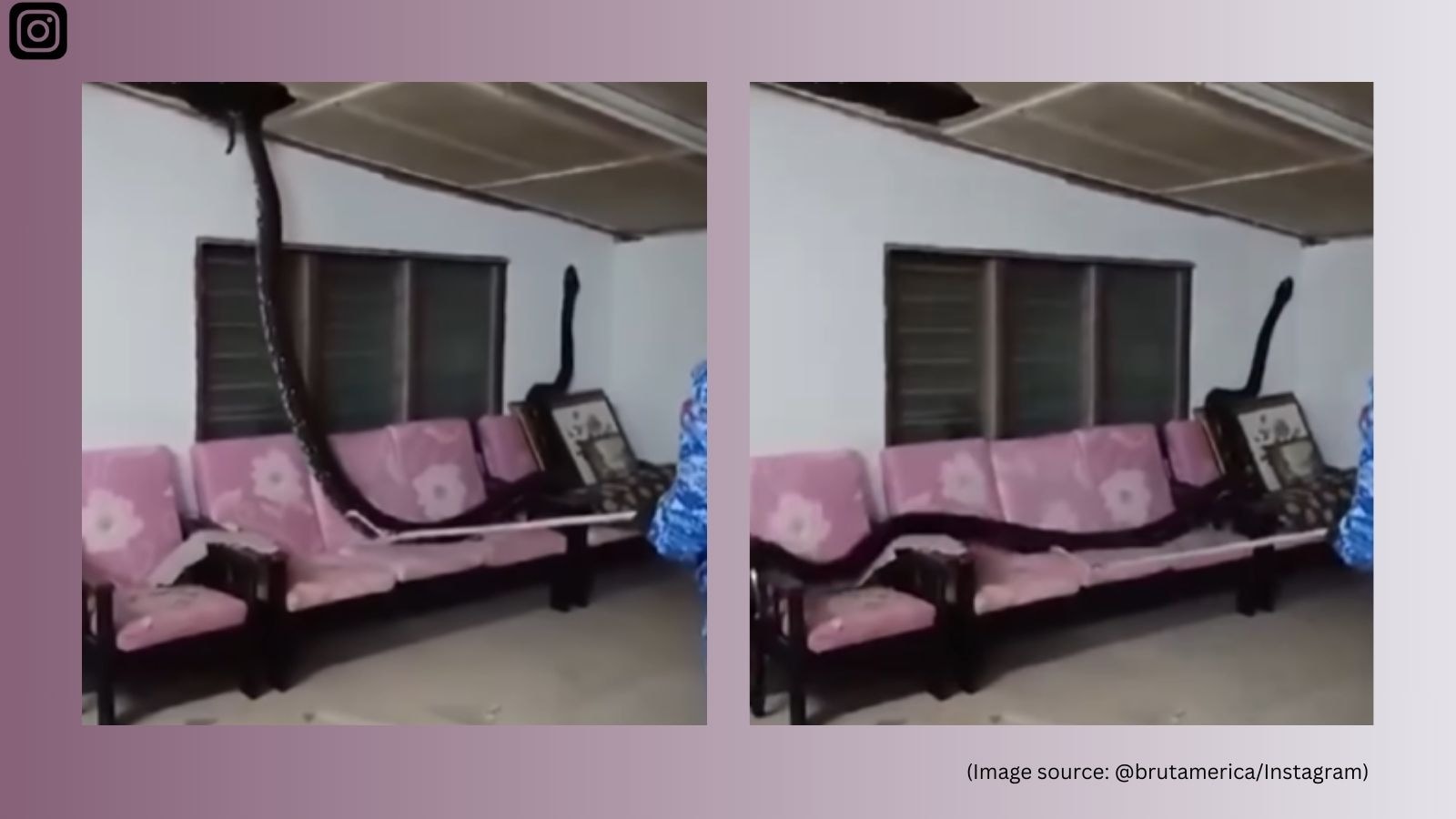 80 kilo-python crashes through Malaysian home’s ceiling: ‘It’s python’s ...