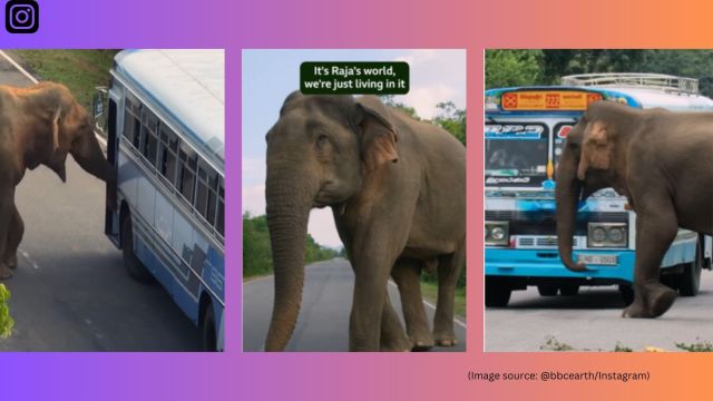 Meet Raja, the Sri Lankan elephant famous for collecting 'road tax'