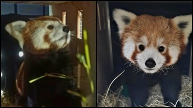 red pandas