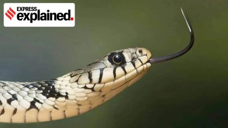 Why Centre wants states to make snakebites notifiable disease