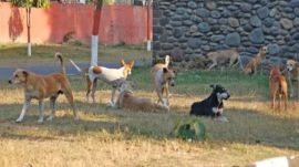 Chandigarh stray dogs