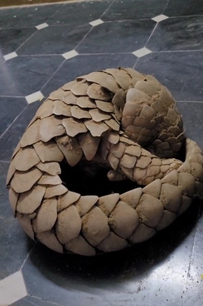 The Indian pangolin, scientifically called Manis crassicaudata, is one of eight such pangolin species available worldwide.