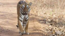 tiger