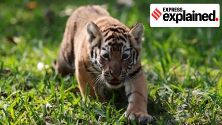 Why animals kill their young: many reasons, not just accident