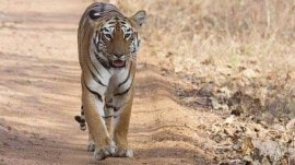 Female Tiger currently in Purulia: With fresh baits and new equipment, officials hope to capture elusive Zeenat