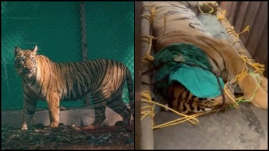 Tigress zeenath