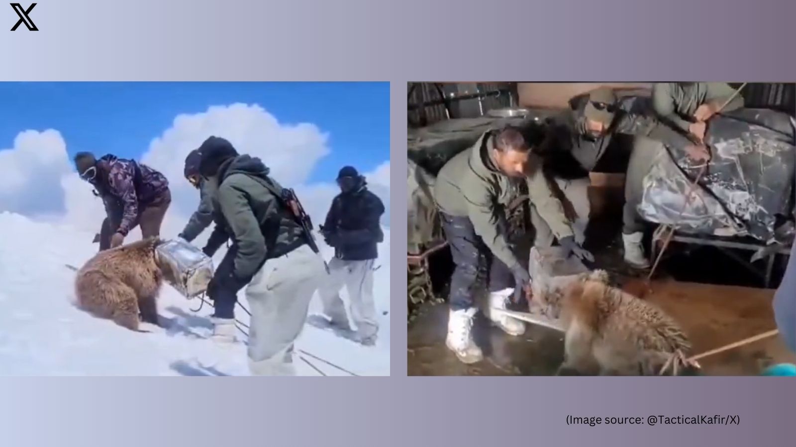 Snowy rescue: Indian Army frees Himalayan brown bear cub trapped in tin can, wins Internet praise | Trending News
