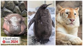 Most Adorable Animals Yearender 2024