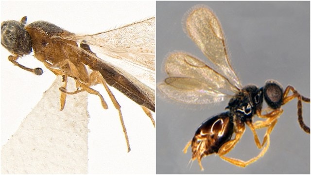 parasitic wasp