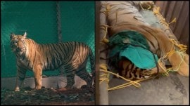 End of 21-day hunt, tigress Zeenat sedated and caged in Bengal