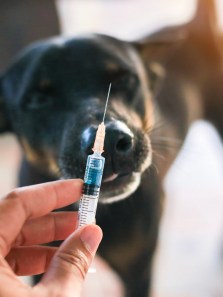 Protecting your pets and family: The importance of rabies vaccination