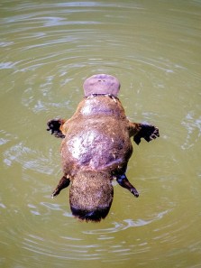 10 unique animal species that are exclusively found in Australia