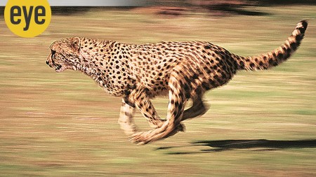 The cheetah, with a 110 kph top speed, has quicker acceleration than a Ferrari (Credit: Wikimedia Commons)