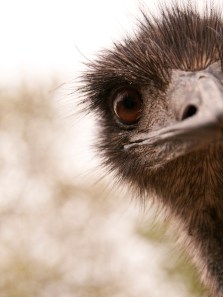 From Emus to Hornbills: Creatures with a dinosaur-like appearance