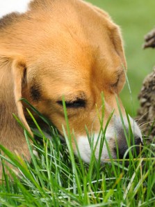 The truth about dogs eating grass: Harmless habit or red flag?
