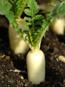 Why radish leaves should be part of your winter diet