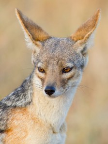 10 animals you cannot keep as pets in India