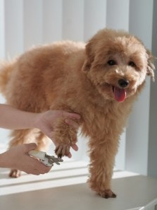 How often should you trim your pet’s nails? Expert advice