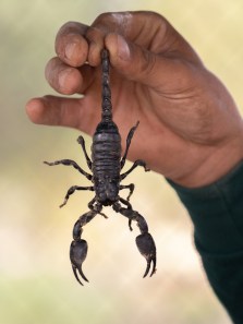 10 deadliest animals with the highest human kill count