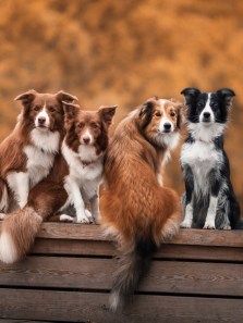 Top dog breeds perfect for Indian families with kids