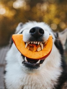 Why a fully vegetarian diet may not be suitable for dogs