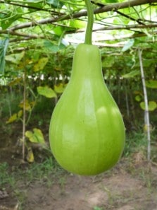 Is eating bottle gourd peel safe? Experts weigh in