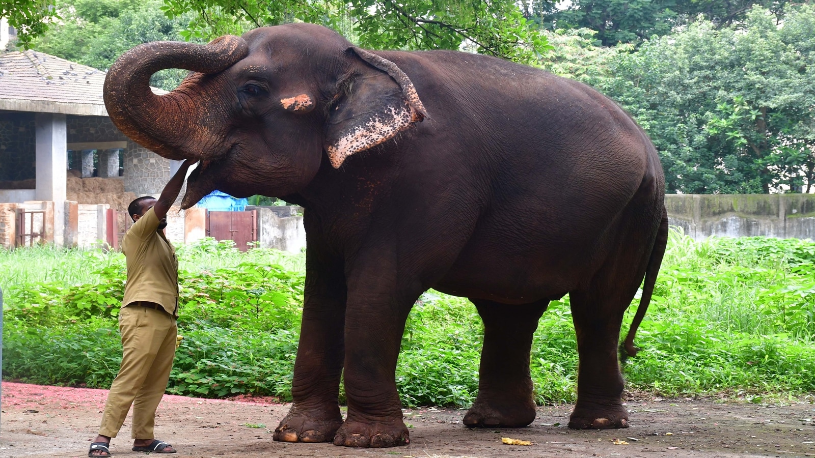 Anarkali-the-elephant-died-at-the-Byculla-Zoo-on-November-10.-Ganesh-Shirsekar-1.jpg