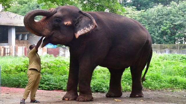 Clarion call: It’s curtains for family of mahouts as Mumbai zoo’s last ...