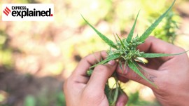 Under controlled cannabis cultivation, authorities focus on its non-narcotic applications, particularly in the pharmaceutical and industrial sectors.