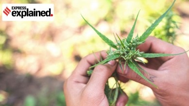 Under controlled cannabis cultivation, authorities focus on its non-narcotic applications, particularly in the pharmaceutical and industrial sectors.