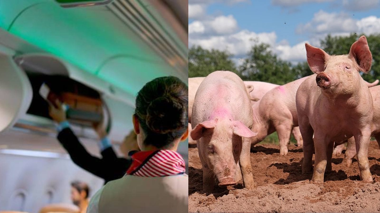 Chinese woman Yang Yanxi pig farmer