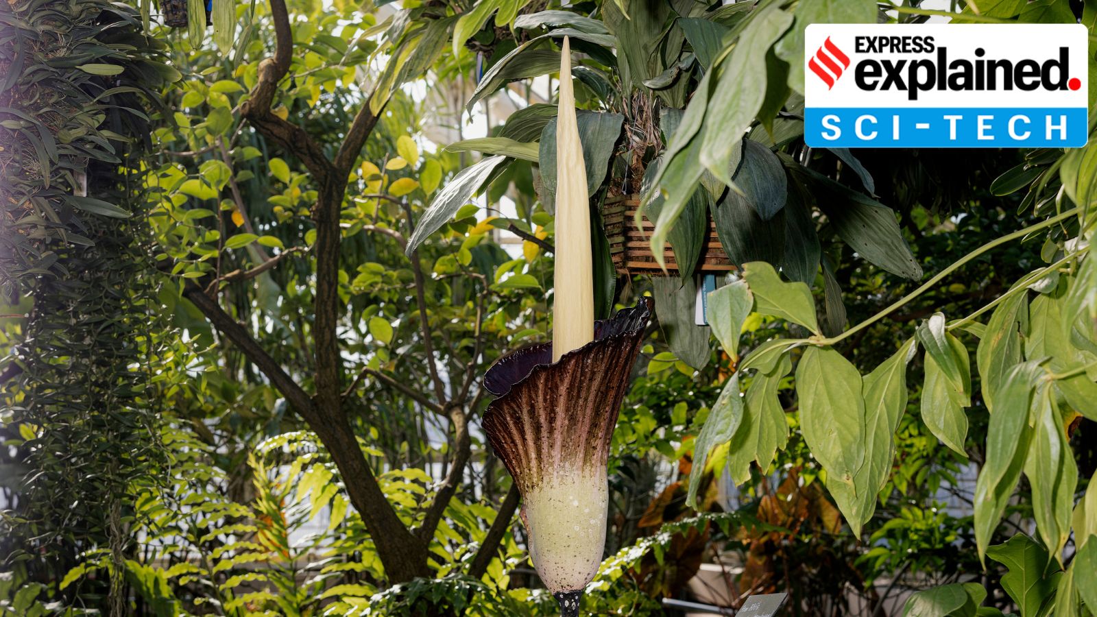 What to know about the corpse flower, which smells like rotting meat