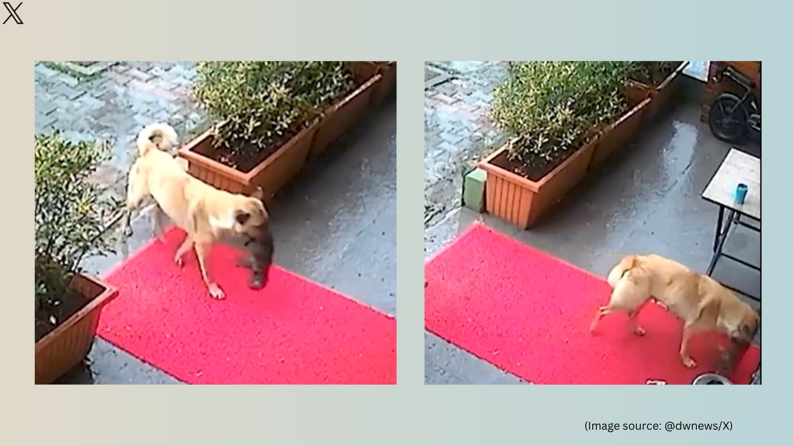 Dog carries drying newborn puppy to vet in Turkey, viral video captivates the Internet. Watch