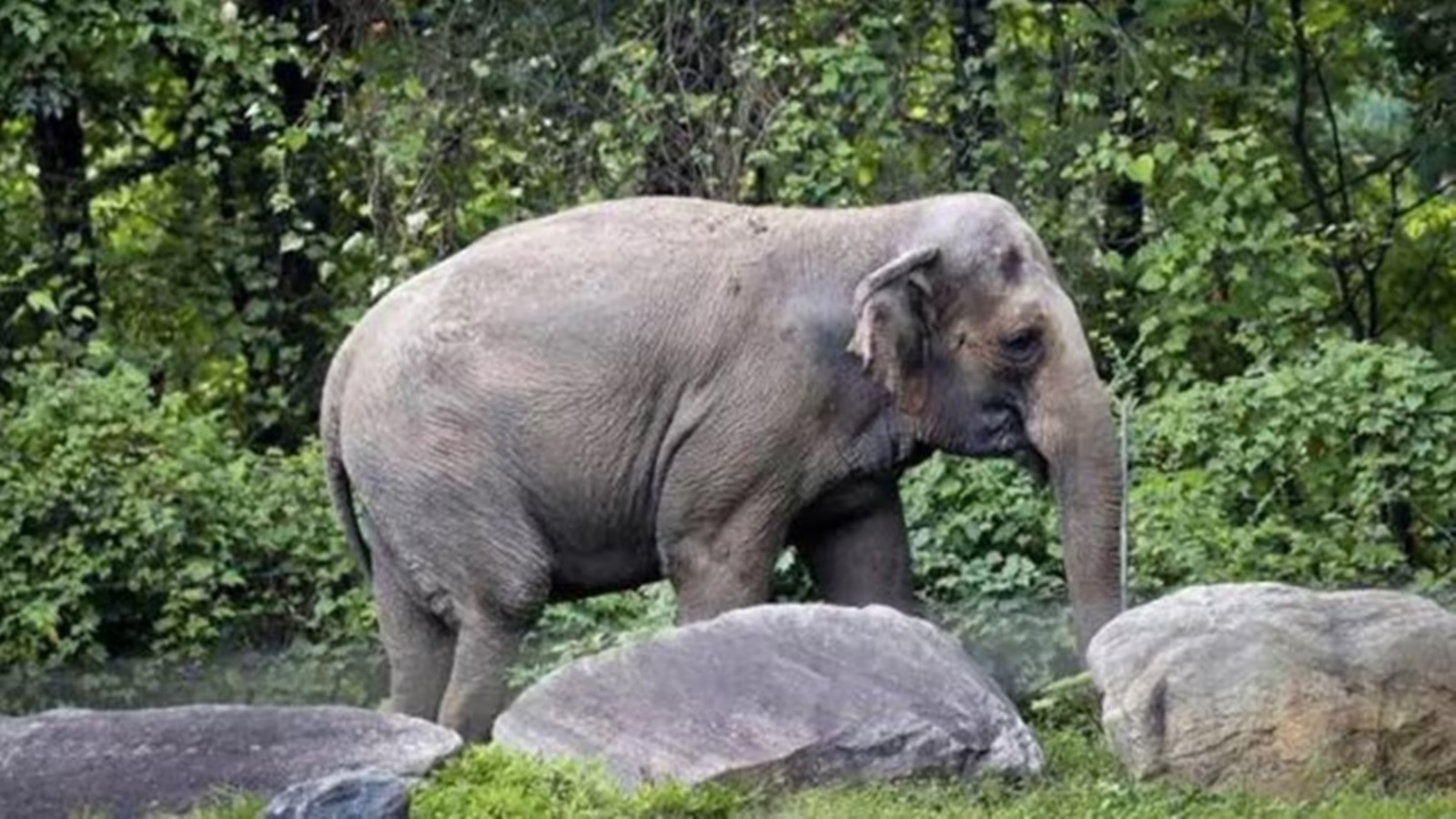 Elephant carcass recovered in Tripura’s Khowai district with body parts missing | India News