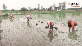 Feminisation of agriculture